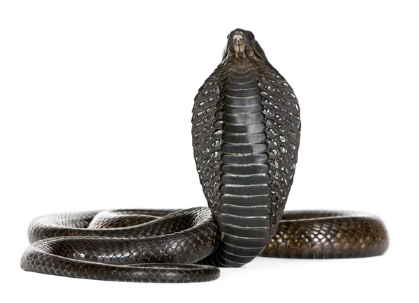 Египетская кобра - Naja haje — стоковое фото
