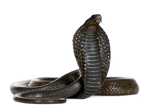 Egyptisk kobra, naja haje, studio skott — Stockfoto