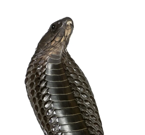 Close-up of Egyptian cobra, Naja haje, against white background, studio shot — Stock Photo, Image