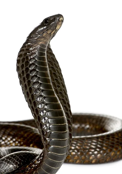 Nahaufnahme der ägyptischen Kobra, naja haje, vor weißem Hintergrund, Studioaufnahme — Stockfoto