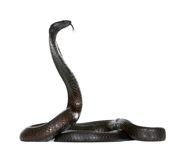Vista lateral da cobra egípcia, Naja haje, contra fundo branco — Fotografia de Stock