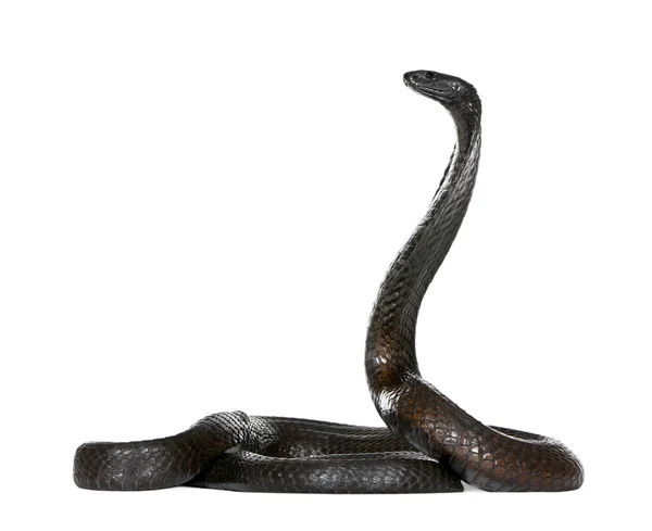 Zijaanzicht van Egyptische cobra, naja haje, tegen witte achtergrond, studio opname — Stockfoto