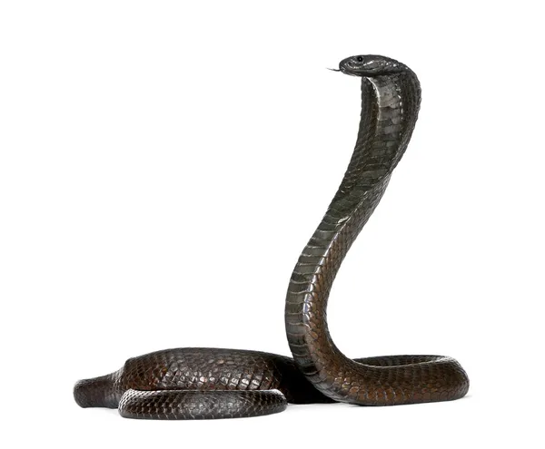 Ägyptische Kobra, naja haje, Studioaufnahme — Stockfoto
