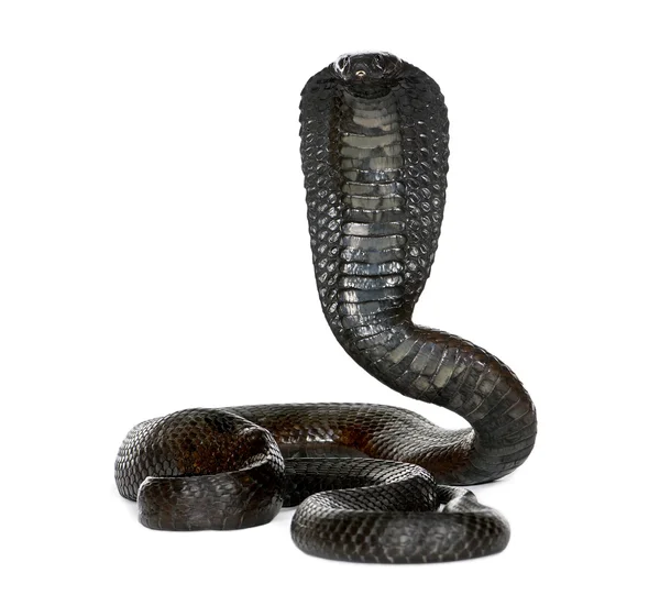 stock image Portrait of Egyptian cobra, Naja haje, against white background,