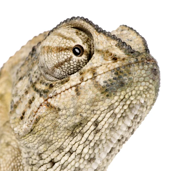 Profilo ravvicinato di Chameleon — Foto Stock