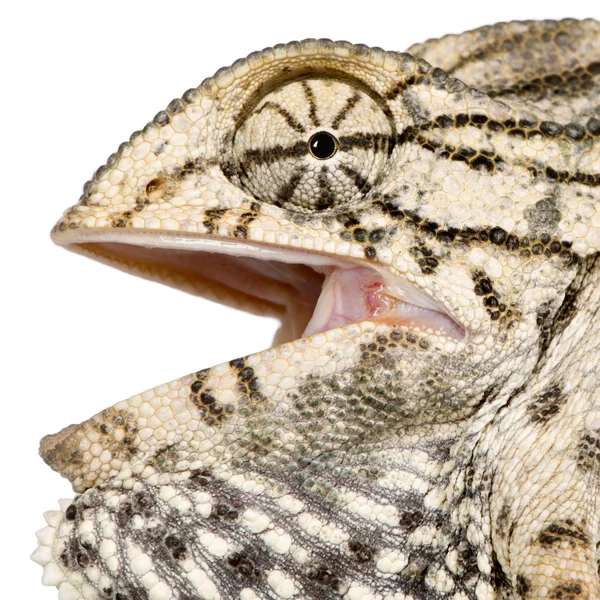 Närbild profil av kameleont — Stockfoto