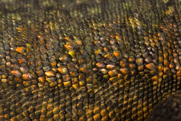 Close-up of Uromastyx's scales — Stock Photo, Image