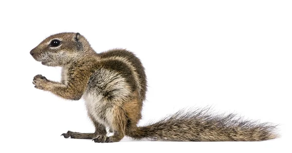 Szárazföldi mókus (atlantoxerus getulus)) — Stock Fotó