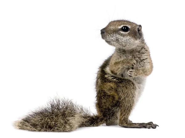 Barbary Ground Squirrel (Atlantoxerus getulus) — Stock Photo, Image