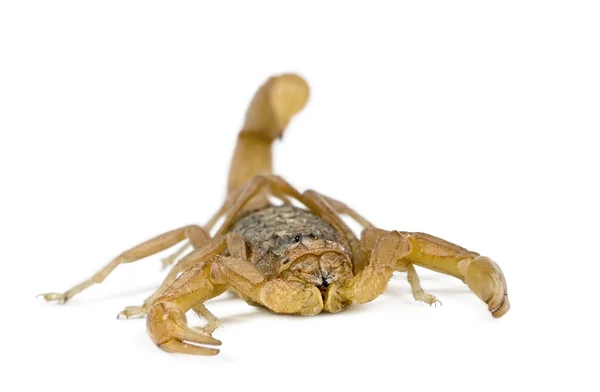 Skorpió, Androctonus mauretanicus, fehér háttérrel, stúdió felvétel — Stock Fotó