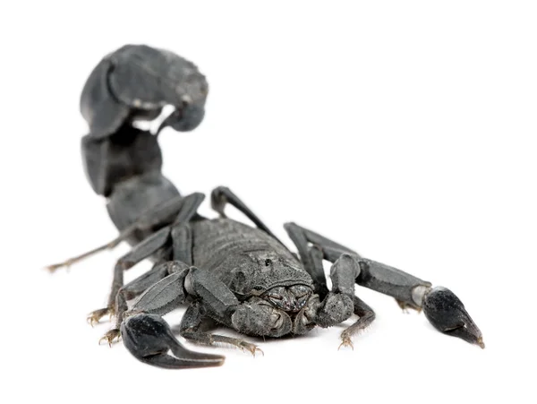 Skorpion - androctonus mauretanicus — Zdjęcie stockowe