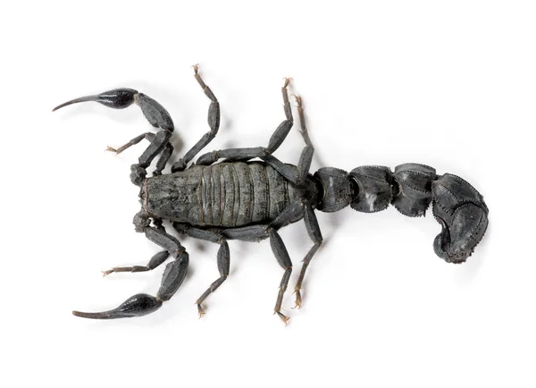 Hoge hoekmening van scorpion, androctonus mauretanicus, tegen witte achtergrond, studio shot — Stockfoto