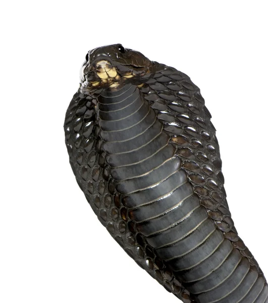 Egyptische cobra - naja haje — Stockfoto