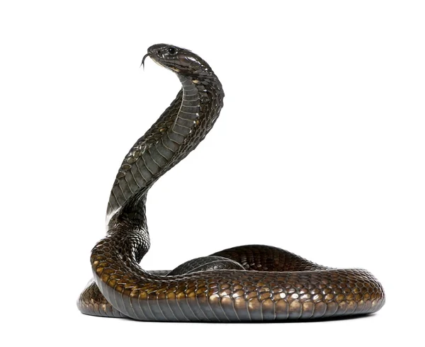 stock image Side view of Egyptian cobra, Naja haje, against white background, studio shot