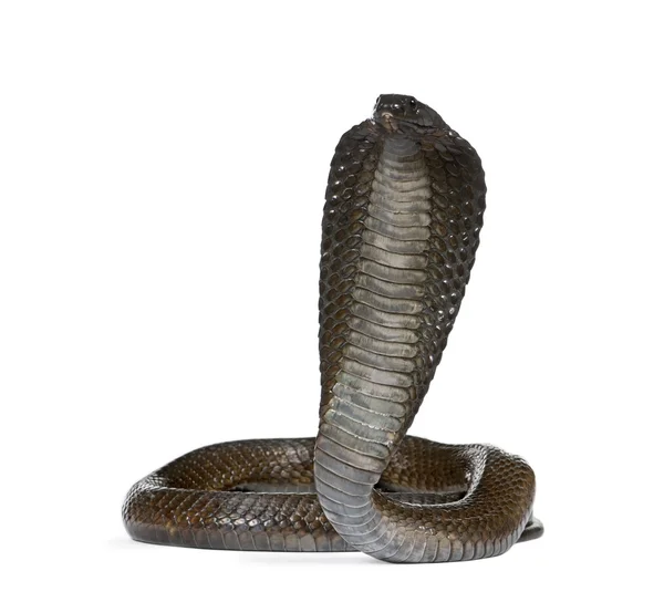 Portret Kobra egipska, haje naja, białym tle, łapka — Zdjęcie stockowe