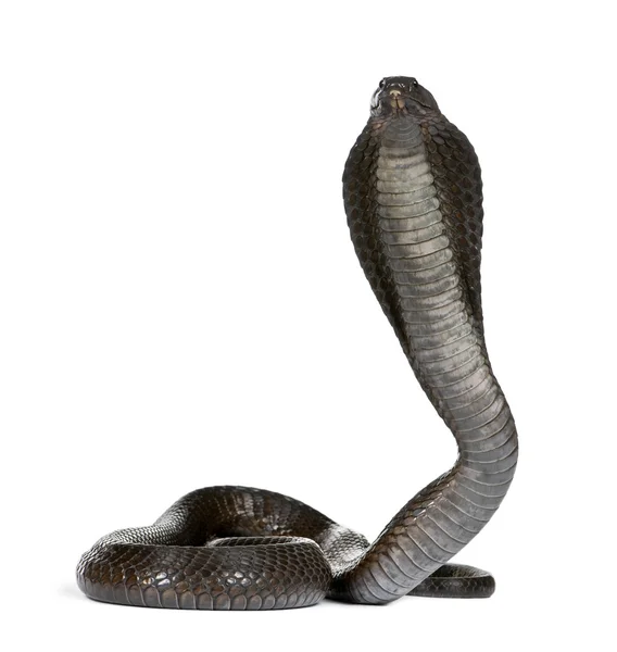 Portrait of Egyptian cobra, Naja haje, against white background, studio shot — Stock Photo, Image