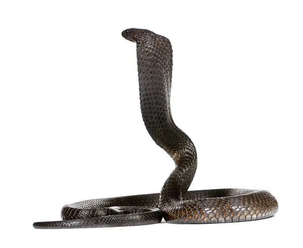 埃及眼镜蛇，眼镜蛇 haje，工作室射击 — 图库照片