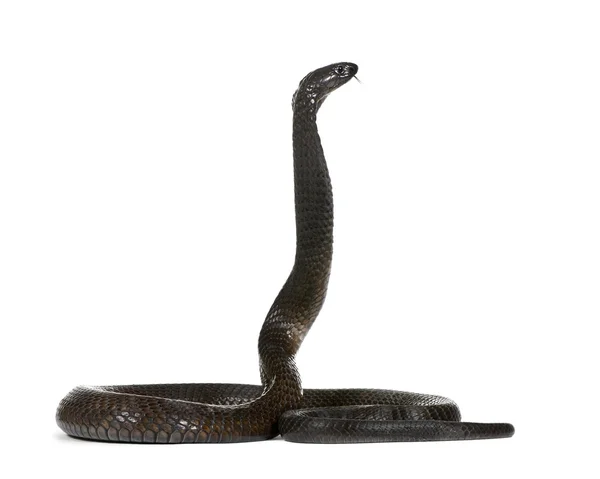 Vista lateral de la cobra egipcia, Naja haje, sobre fondo blanco, plano de estudio — Foto de Stock