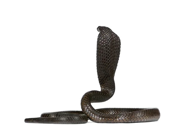 Rückansicht der ägyptischen Kobra, naja haje, vor weißem Hintergrund, Studioaufnahme — Stockfoto