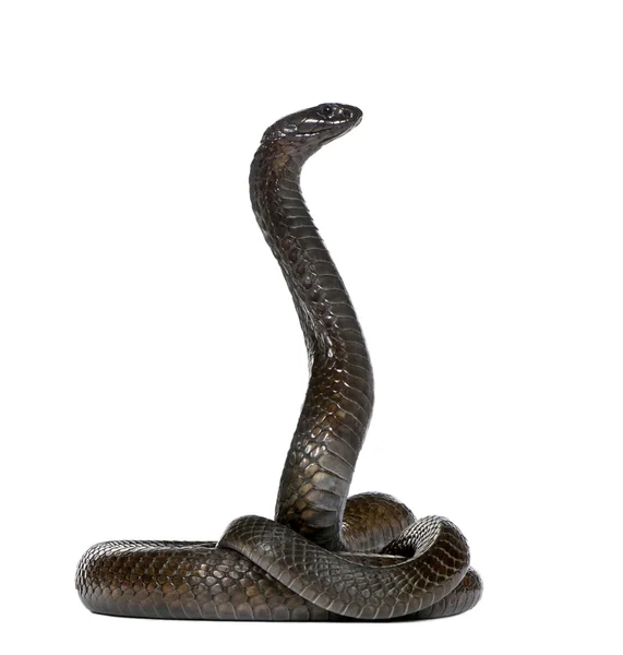 Sidovy av egyptiska cobra, naja haje, mot vit bakgrund, studio skott — Stockfoto