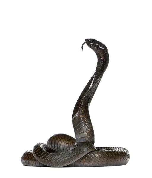 Kobra egipska - naja haje — Zdjęcie stockowe