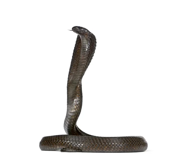 Sidovy av egyptiska cobra, naja haje, mot vit bakgrund — Stockfoto