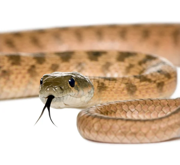 Primer plano de la serpiente rata, Hemorrhois algirus, contra el fondo blanco — Foto de Stock