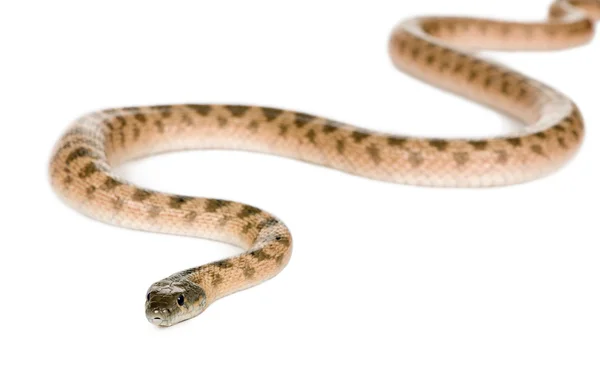 Serpente de rato, Hemorrhois algirus, contra fundo branco, estúdio — Fotografia de Stock