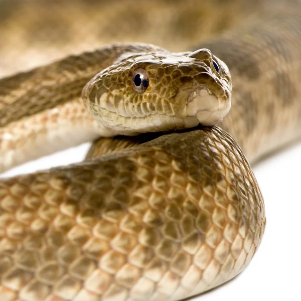 Close-up of rat snake, Malpolon Monspessulanus, studio shot — Stock Photo, Image