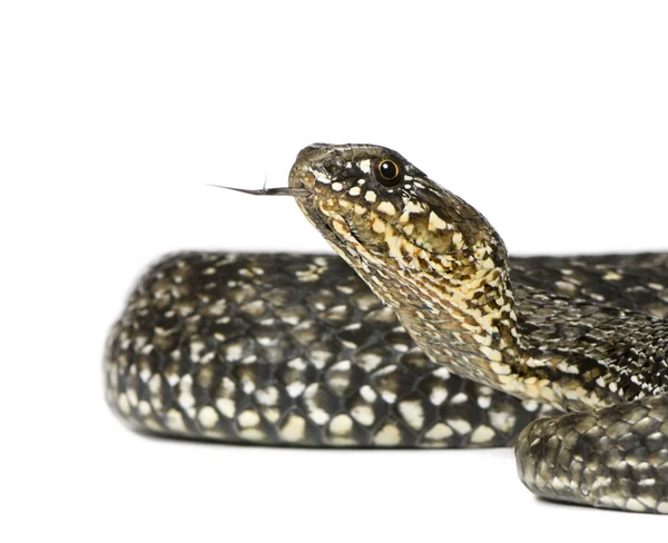 Cobra Chicote em ferradura, Hemorrhois hippocrepis, na frente do branco — Fotografia de Stock