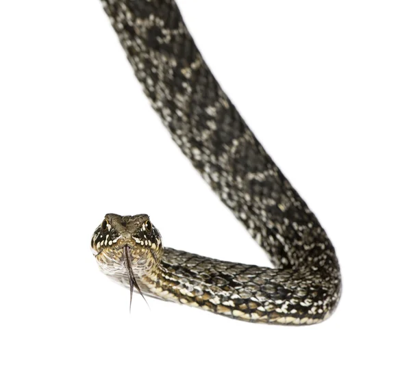 Horseshoe Whip Snake, Hemorrhois hippocrepis, against white background, studio shot — Stock Photo, Image