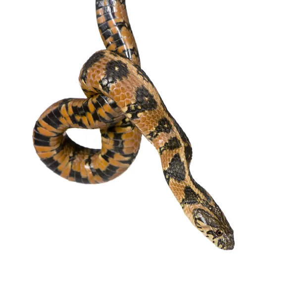 Green Whip Snake, Phophis vifflavus, студийные съемки — стоковое фото