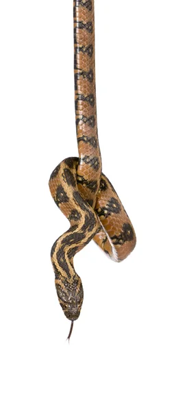 Zielony wąż bicz, viridiflavus hierophis, na białym tle, łapka — Zdjęcie stockowe