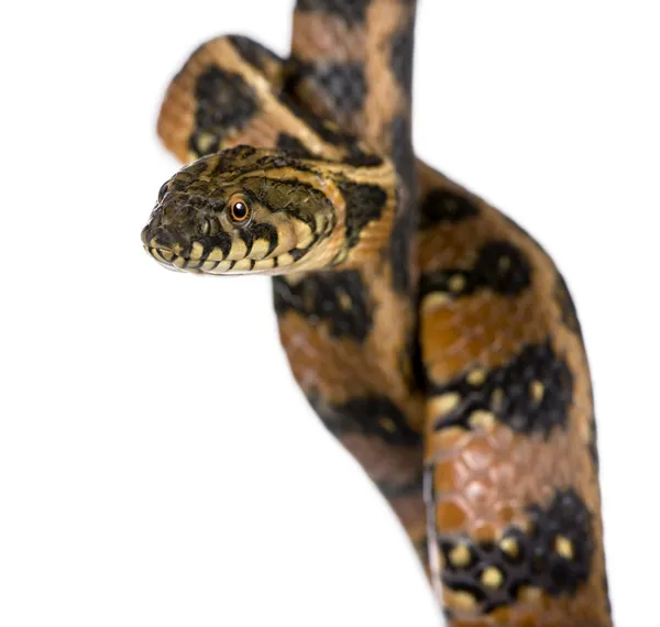 Serpiente de color, coluber veridiflavus, delante de fondo blanco — Foto de Stock