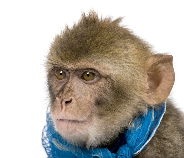Young Barbary Macaque, Macaca Sylvanus, 1 year old, studio shot — Stock Photo, Image