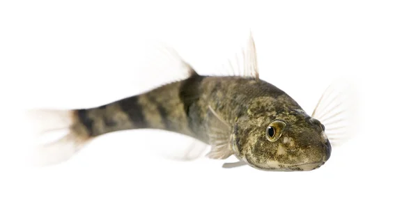 Rhone streber fish, Zingel asper, against white background, studio shot — стокове фото
