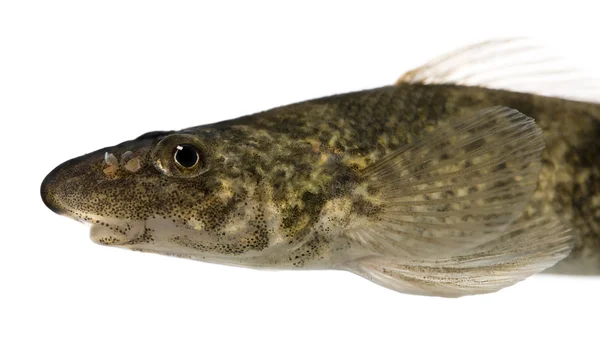 Vista lateral de rhone streber fish, Zingel asper, contra fundo branco, tiro estúdio — Fotografia de Stock