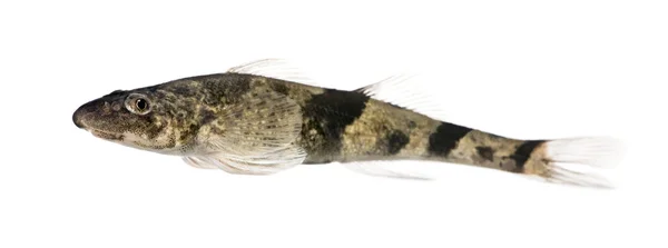 Vista lateral de rhone streber fish, Zingel asper, contra fundo branco, tiro estúdio — Fotografia de Stock