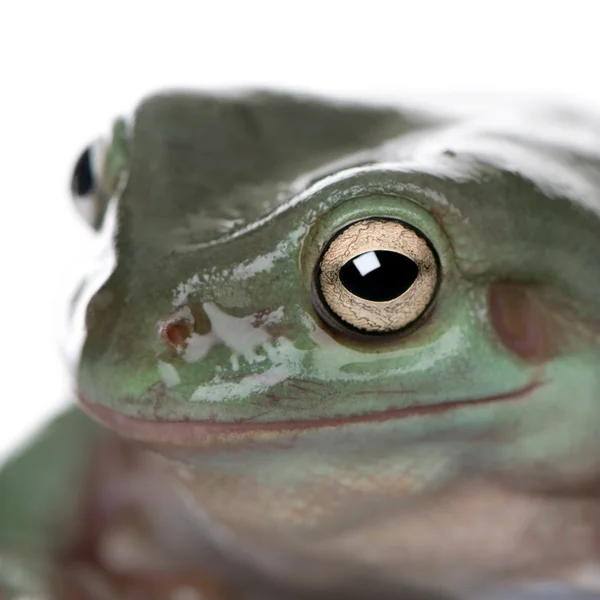 澳大利亚的绿色树蛙、 litoria 蓝、 工作室的特写 — 图库照片