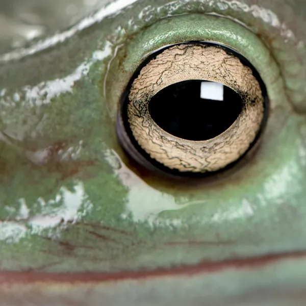 Primo piano di Australian Green Tree Frog, Litoria caerulea — Foto Stock