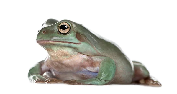 Vista laterale di Australian Green Tree Frog, Litoria caerulea, sullo sfondo bianco, ripresa in studio — Foto Stock
