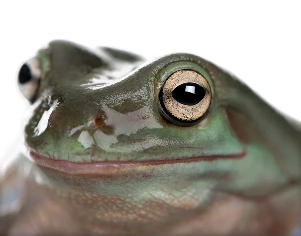 Gros plan sur Australian Green Tree Frog, Litoria caerulea, studio — Photo