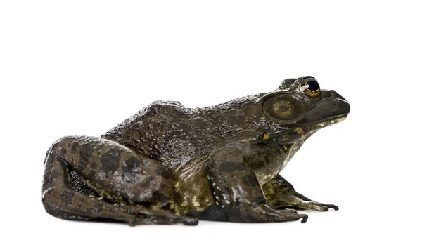 Vista lateral de Bullfrog, Rana catesbeiana, sobre fondo blanco, plano de estudio —  Fotos de Stock