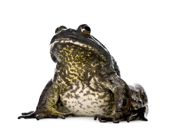 Bullfrog, rana catesbeiana, tegen witte achtergrond, studio opname — Stockfoto