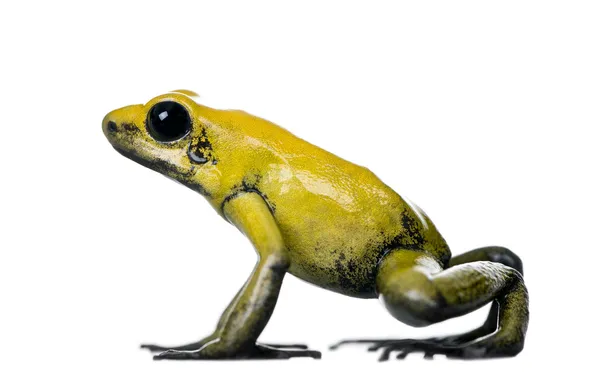 Side view of Golden Poison Frog, Phyllobates terribilis, against white background, studio shot — Stock Photo, Image