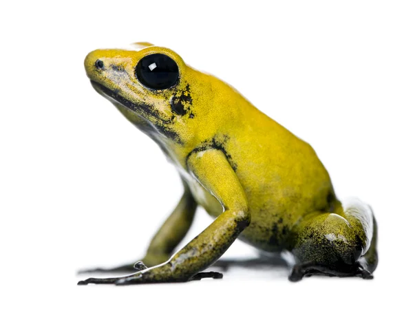 Vista lateral de Golden Poison Frog, Phyllobates terribilis, contra fundo branco, tiro estúdio — Fotografia de Stock