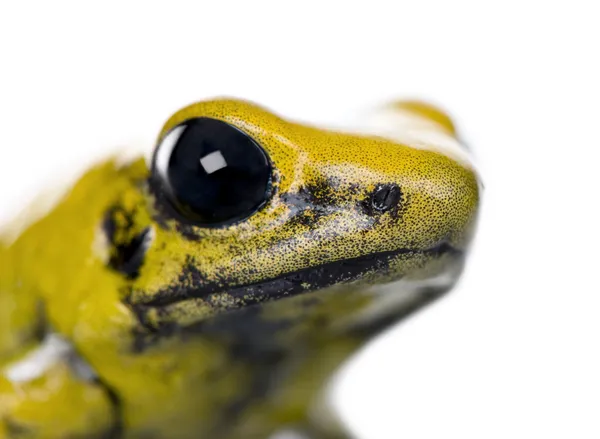 Close-up of Golden Poison Frog, Phyllobates terribilis, against white background, studio shot — стокове фото
