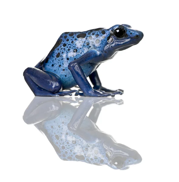 Side view of Blue Poison Dart frog, Dendrobates azureus, against white background, studio shot — стокове фото