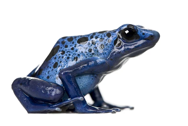 Side view of Blue Poison Dart frog, Dendrobates azureus, against white background, studio shot — стокове фото
