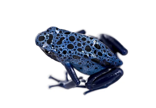 High angle view of Blue Poison Dart frog, Dendrobates azureus, against white background, studio shot — стокове фото